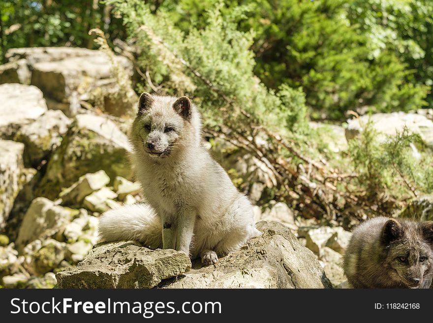 Fauna, Wildlife, Grass, Tree