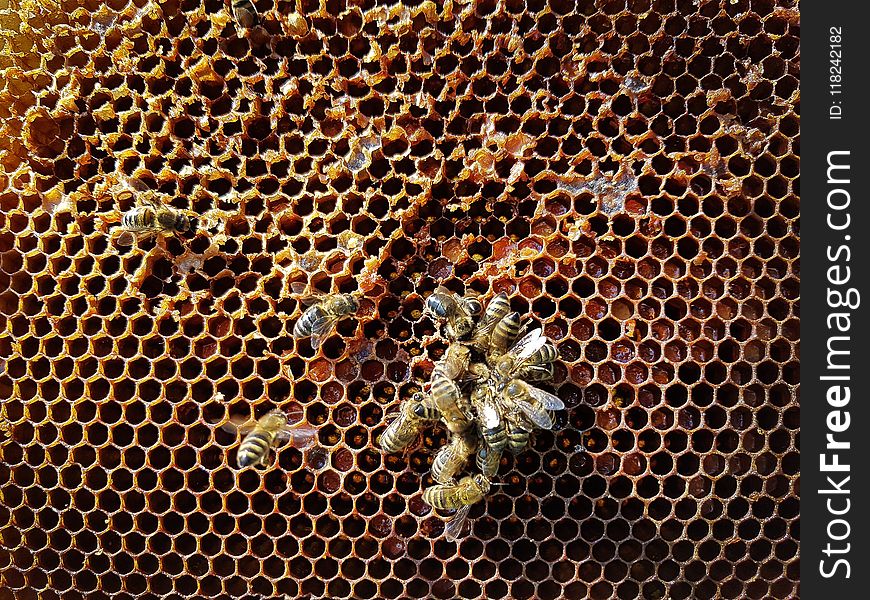 Bee, Honeycomb, Honey Bee, Membrane Winged Insect