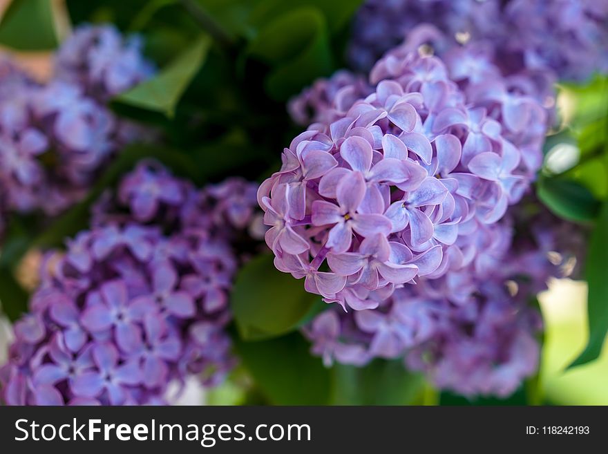 Flower, Lilac, Purple, Hydrangea