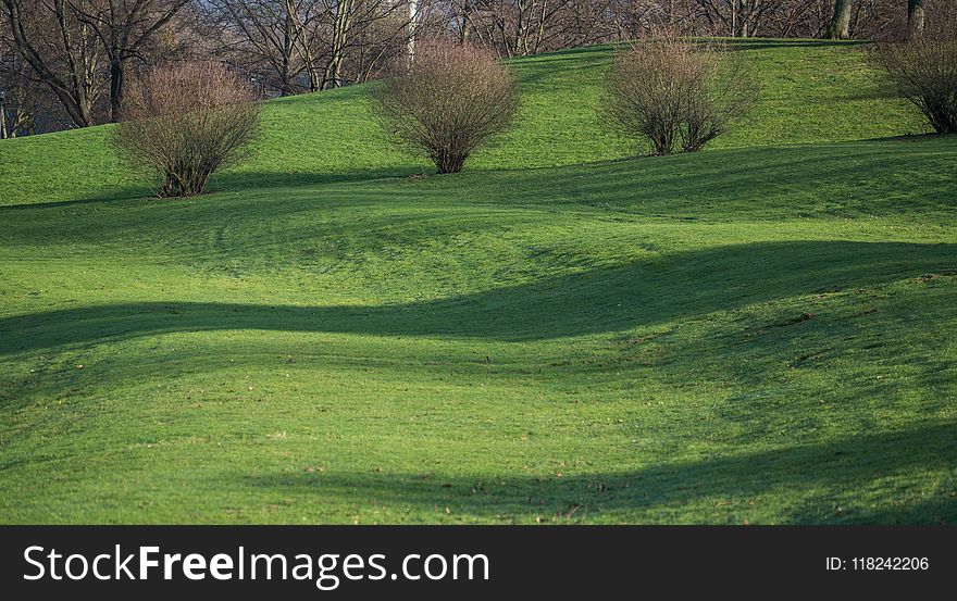 Grassland, Grass, Field, Pasture