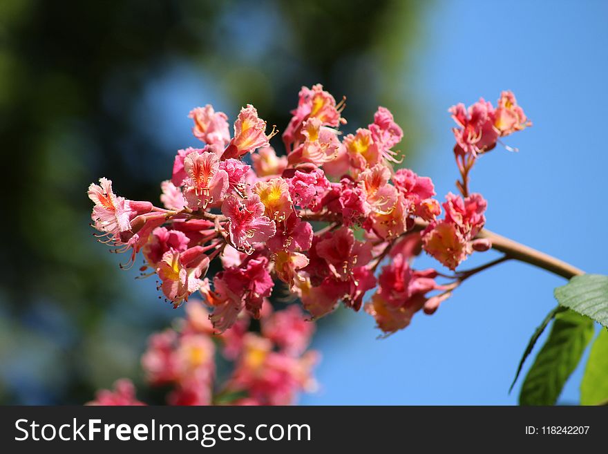 Flora, Flower, Plant, Blossom