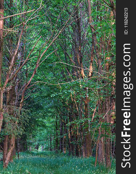 Vegetation, Ecosystem, Woodland, Tree