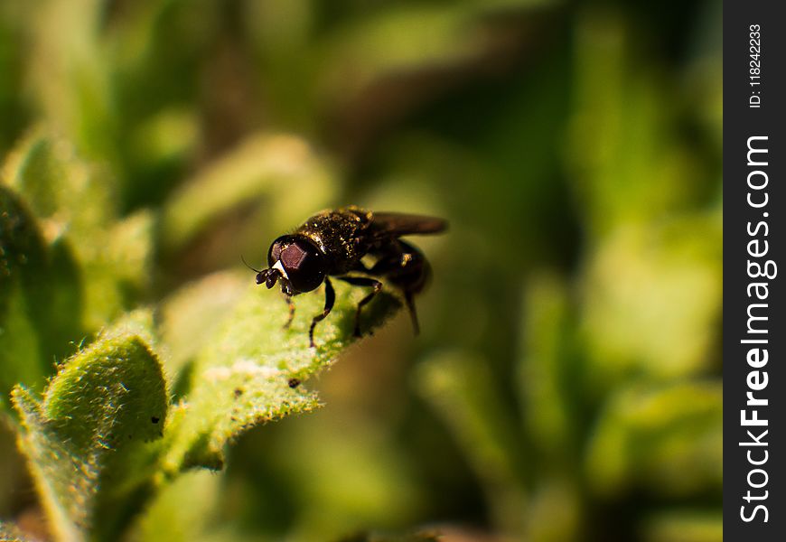 Insect, Fauna, Macro Photography, Close Up