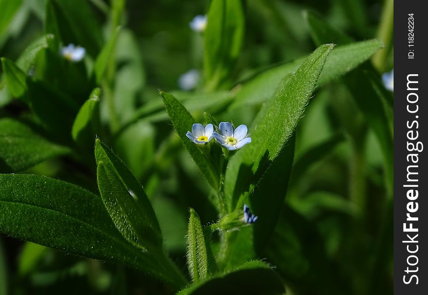 Plant, Flora, Forget Me Not, Flower