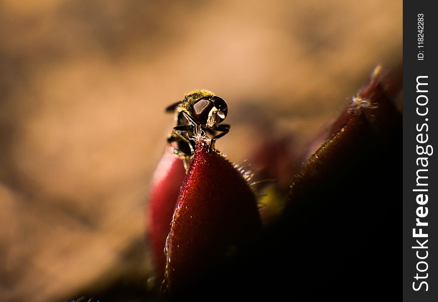 Macro Photography, Close Up, Flora, Insect