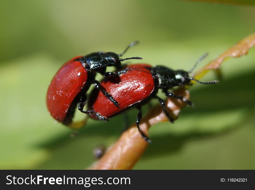 Insect, Beetle, Macro Photography, Leaf Beetle