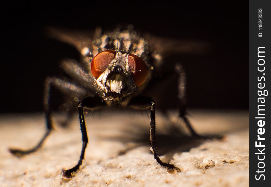 Insect, Invertebrate, Pest, Macro Photography