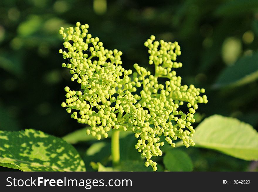 Plant, Apiales, Parsley Family, Subshrub