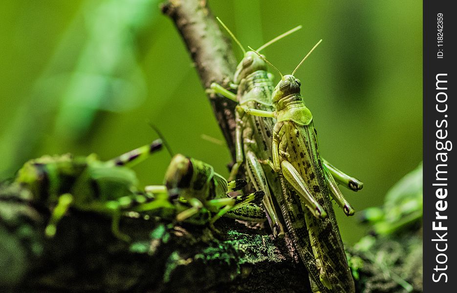 Insect, Ecosystem, Grasshopper, Invertebrate