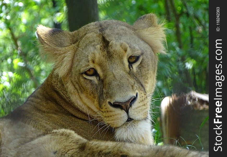 Wildlife, Terrestrial Animal, Lion, Mammal