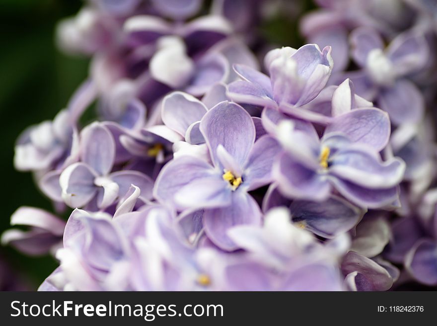 Flower, Violet, Flora, Purple