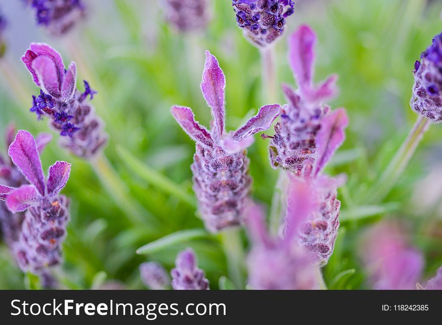 Lavender, French Lavender, English Lavender, Purple