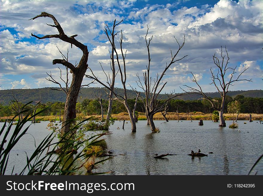 Water, Wetland, Sky, Tree