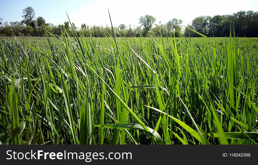 Grass, Crop, Field, Ecosystem