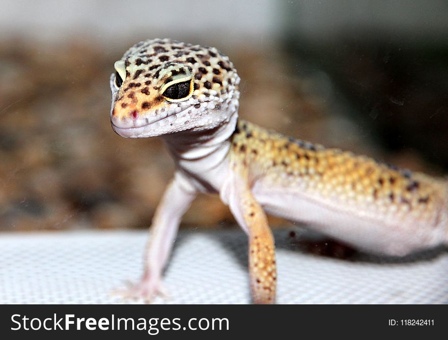 Reptile, Lizard, Scaled Reptile, Gecko
