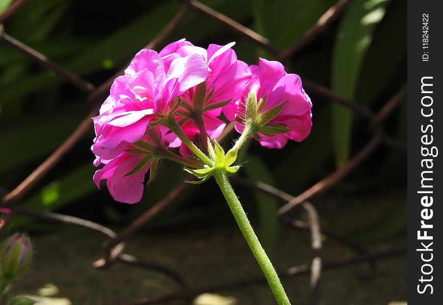 Flower, Plant, Flora, Flowering Plant