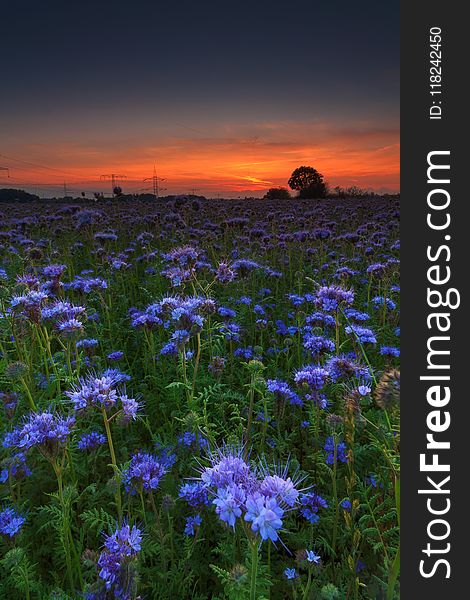 Flower, Wildflower, Sky, Vegetation