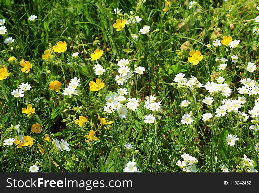 Flower, Flora, Chamaemelum Nobile, Plant