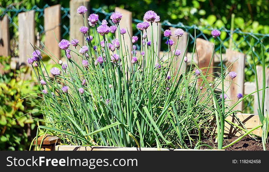 Plant, Flower, Flowering Plant, Purple