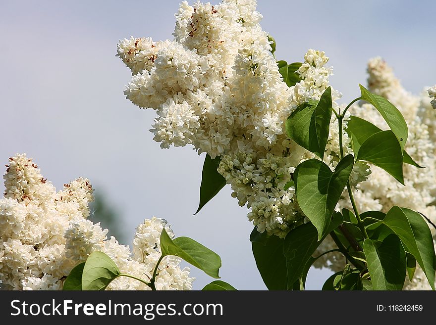 Plant, Nannyberry, Flora, Spring