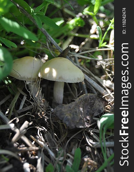 Mushroom, Fungus, Edible Mushroom, Agaricaceae