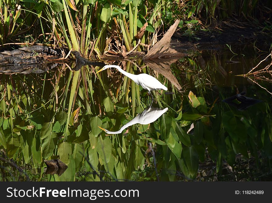 Flora, Plant, Ecosystem, Vegetation