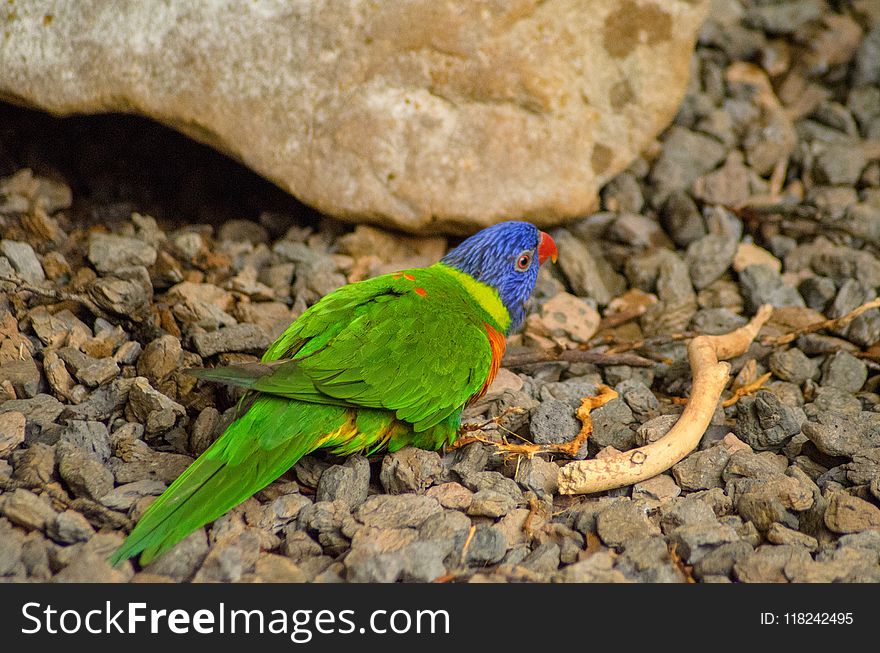 Bird, Fauna, Beak, Parakeet