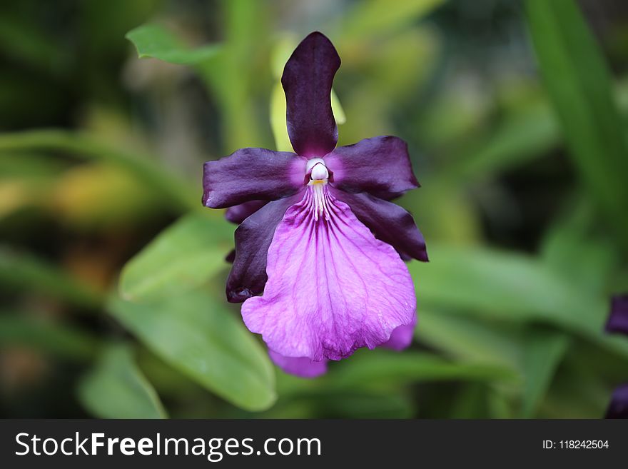 Flower, Flora, Plant, Purple