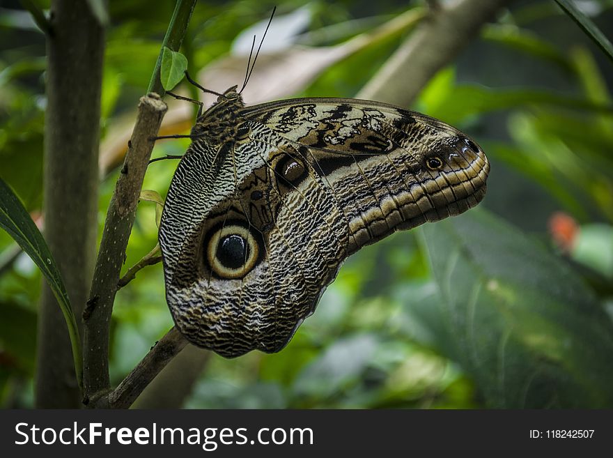 Moths And Butterflies, Butterfly, Fauna, Insect