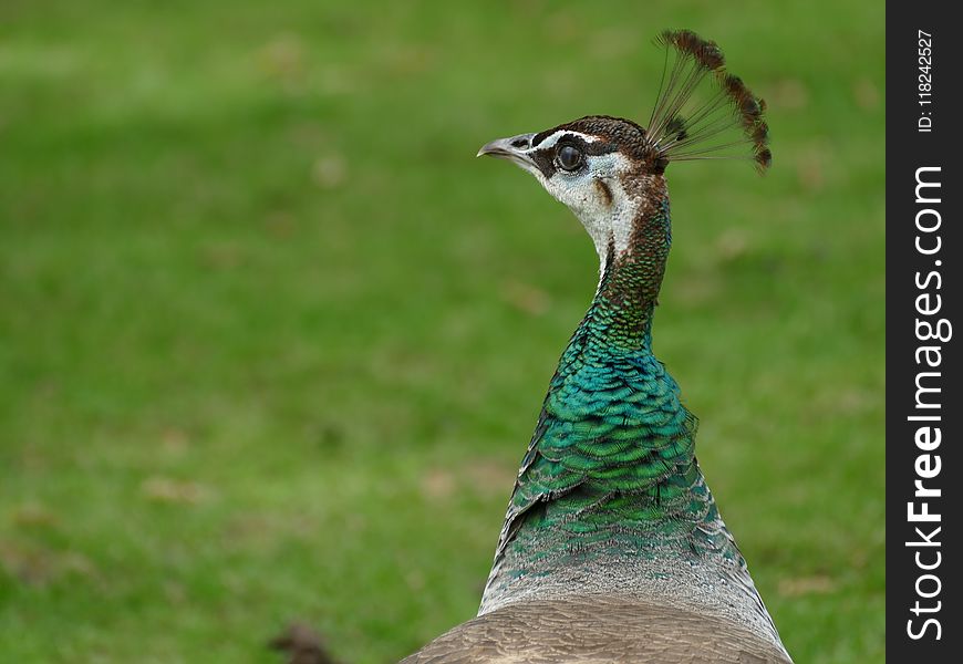 Peafowl, Bird, Beak, Ecosystem
