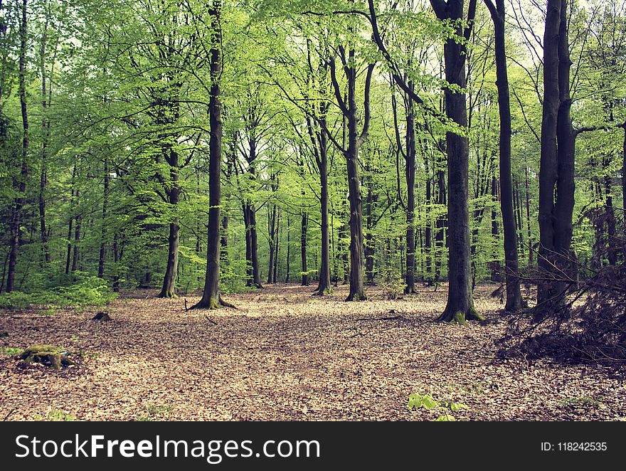 Woodland, Ecosystem, Forest, Temperate Broadleaf And Mixed Forest