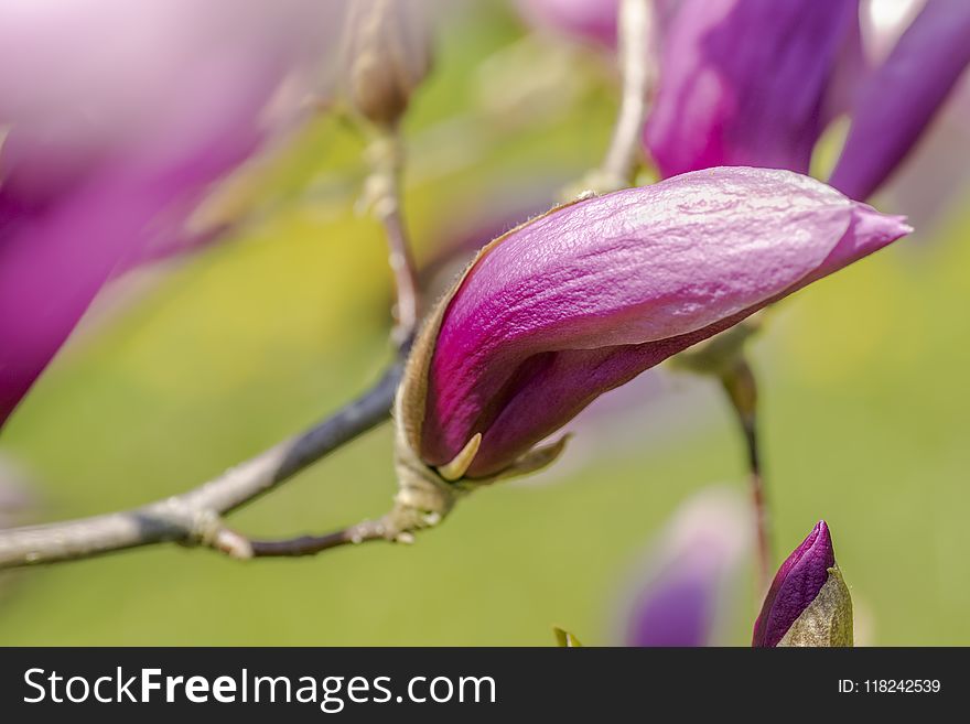 Flower, Flora, Purple, Plant