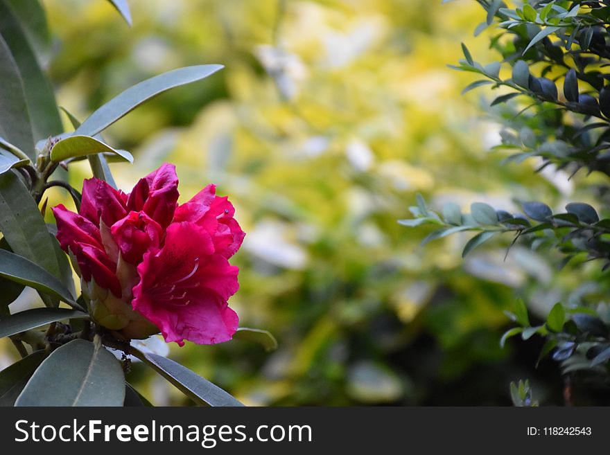 Plant, Flower, Vegetation, Flora