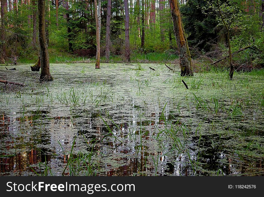 Water, Swamp, Ecosystem, Wetland