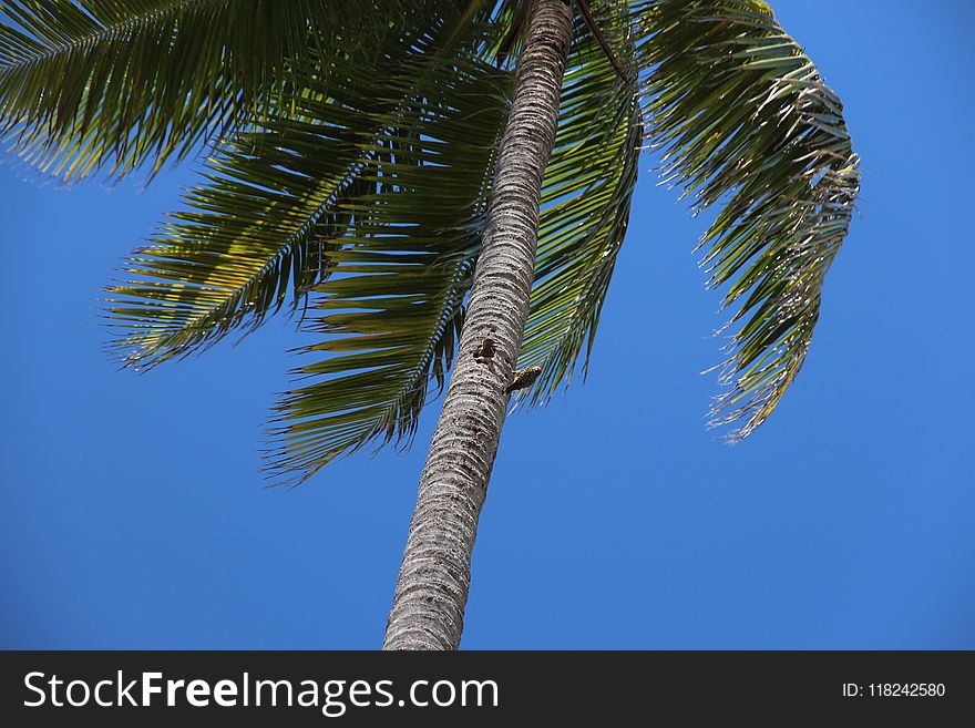 Sky, Tree, Palm Tree, Arecales