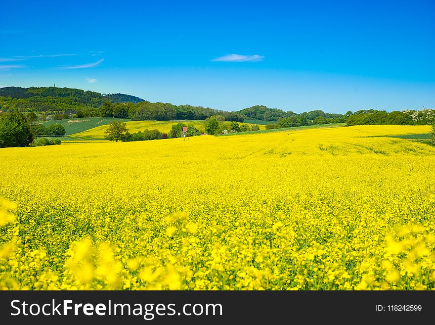 Rapeseed, Yellow, Field, Canola