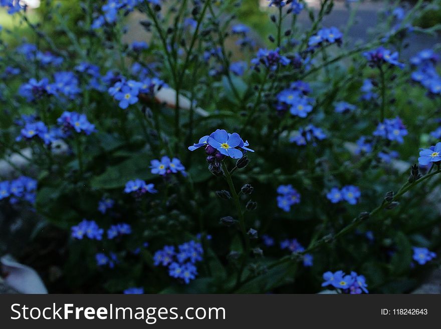 Blue, Flower, Plant, Forget Me Not