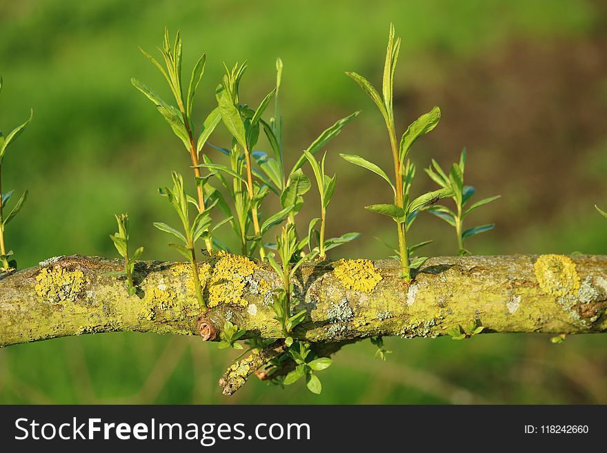 Vegetation, Branch, Flora, Leaf