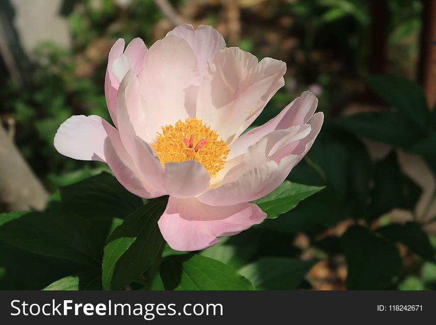 Flower, Plant, Flowering Plant, Flora