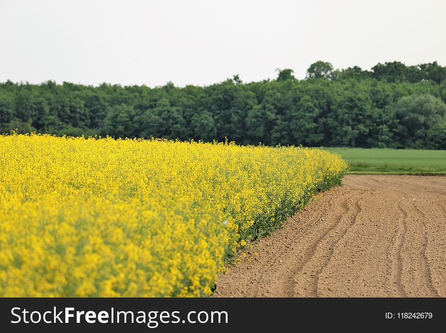 Yellow, Rapeseed, Field, Canola