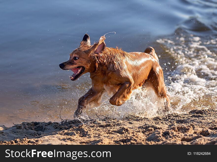 Happy wet dog having fun and running by the water. Happy wet dog having fun and running by the water