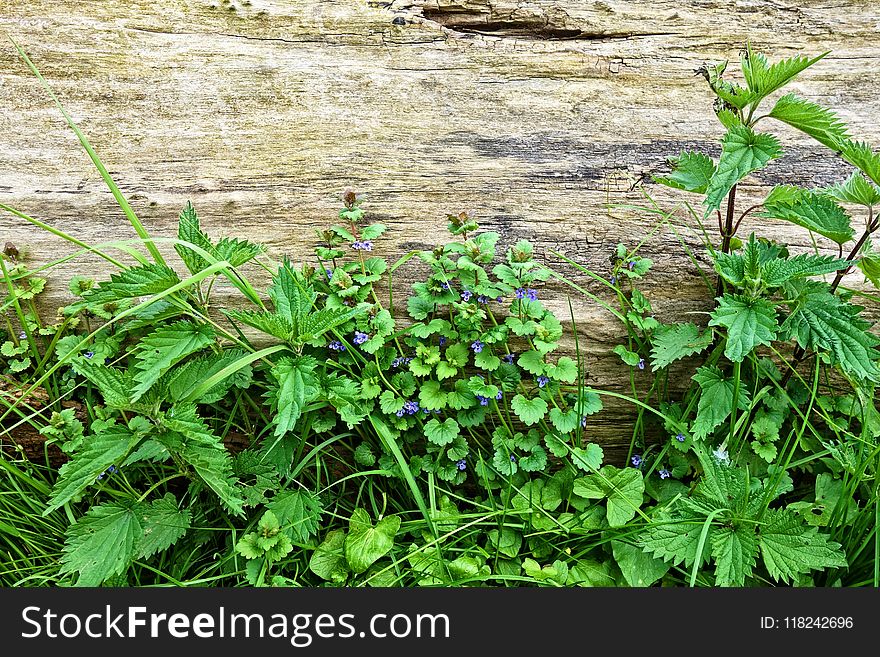 Plant, Flora, Flower, Herb