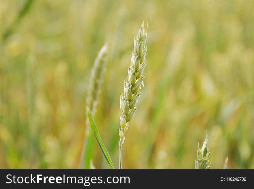 Grass, Grass Family, Field, Food Grain