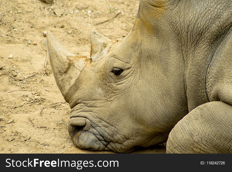 Rhinoceros, Terrestrial Animal, Wildlife, Fauna