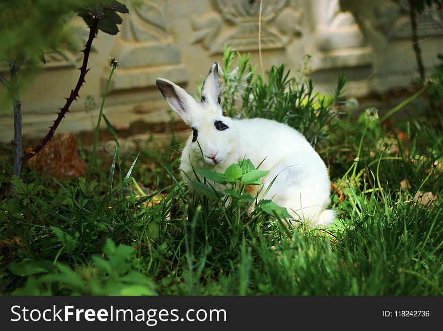 Fauna, Rabbit, Domestic Rabbit, Grass