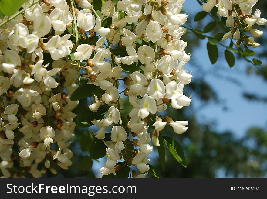 Flora, Spring, Flower, Blossom