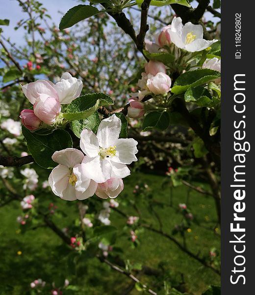 Blossom, Flower, Spring, Flora