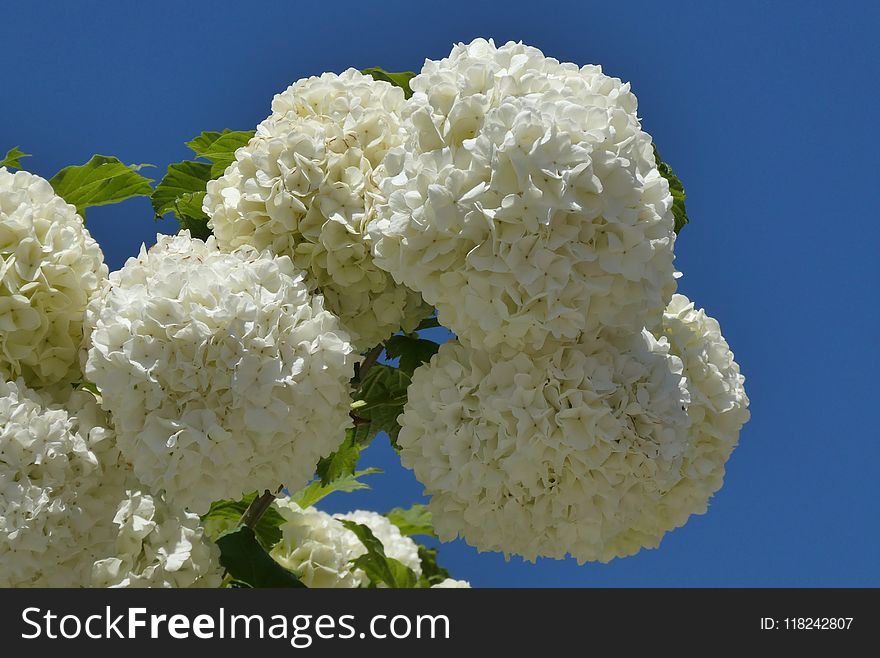 White, Flower, Hydrangea, Viburnum