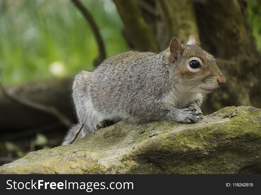 Squirrel, Mammal, Fauna, Fox Squirrel