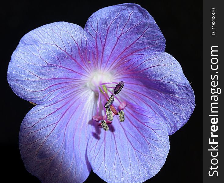 Flower, Purple, Violet, Flora